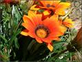 coastal gazania,sun marigold,namaqualand daisy,african daisy,cape marigold
